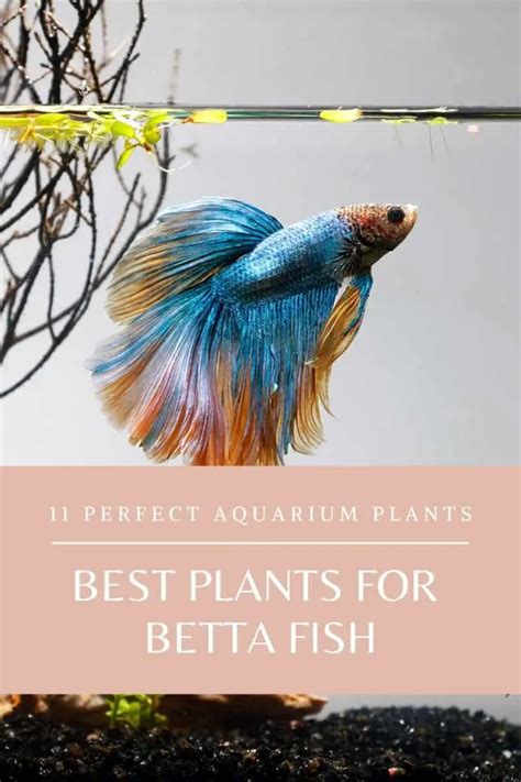The 11 Of Best Plants For Betta Fish [Reviewed And Tested].
